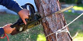 Why Choose Our Tree Removal Services in Ravenna, NE?